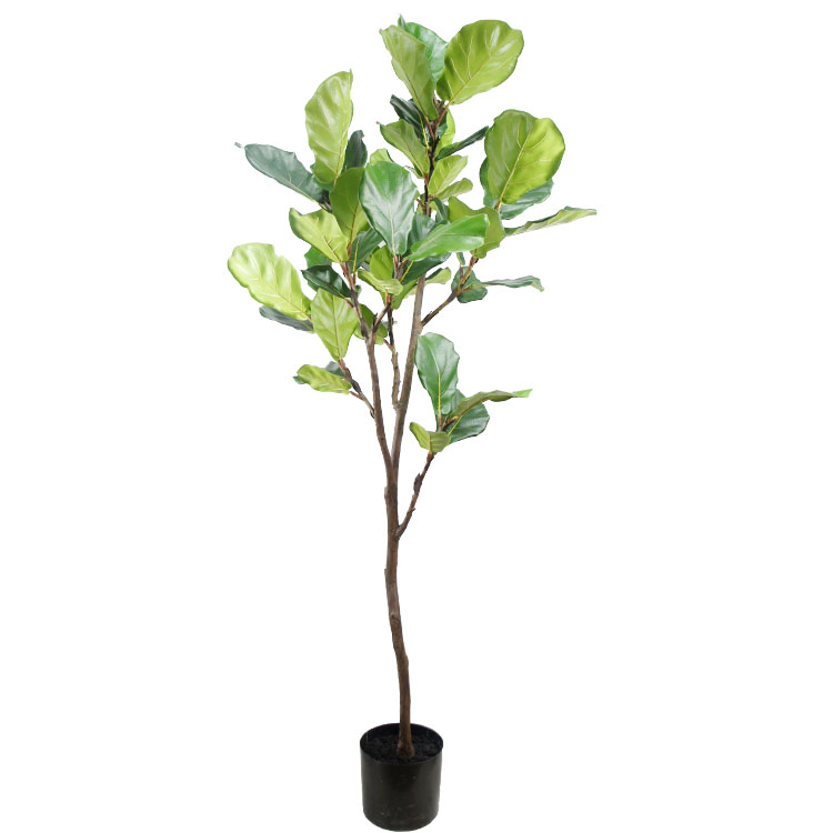 Detail Ficus Lyrata Baum Nomer 26