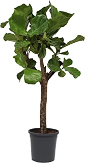 Detail Ficus Lyrata Baum Nomer 27