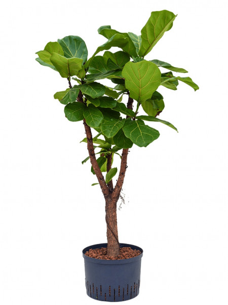 Detail Ficus Lyrata Baum Nomer 3
