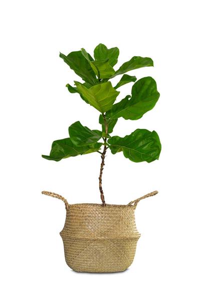 Detail Ficus Lyrata Baum Nomer 28