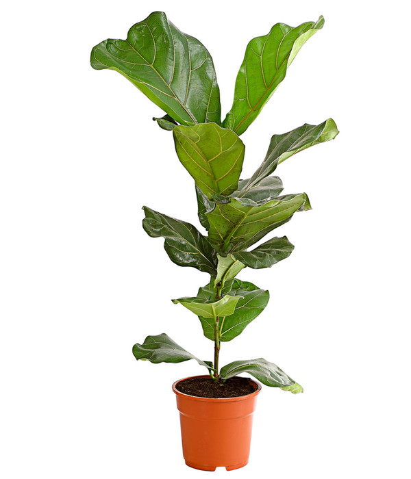 Detail Ficus Lyrata Baum Nomer 4