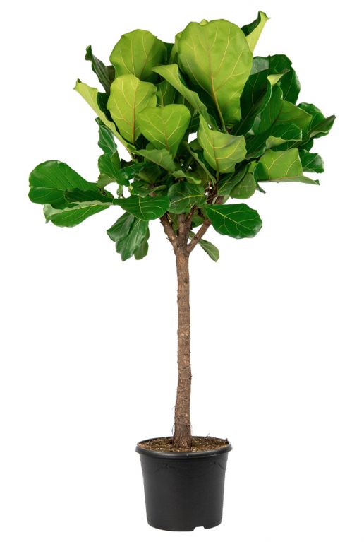 Detail Ficus Lyrata Baum Nomer 5