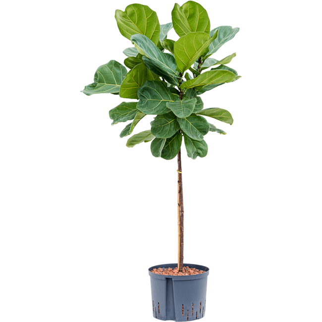 Detail Ficus Lyrata Baum Nomer 6
