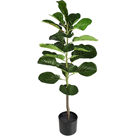 Detail Ficus Lyrata Baum Nomer 7