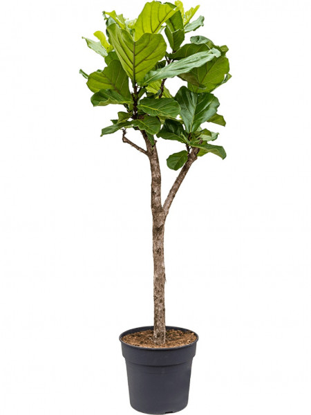 Detail Ficus Lyrata Baum Nomer 8