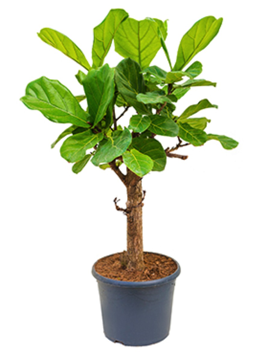 Detail Ficus Lyrata Baum Nomer 9