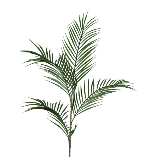 Detail Palmzweige Welcher Baum Nomer 8
