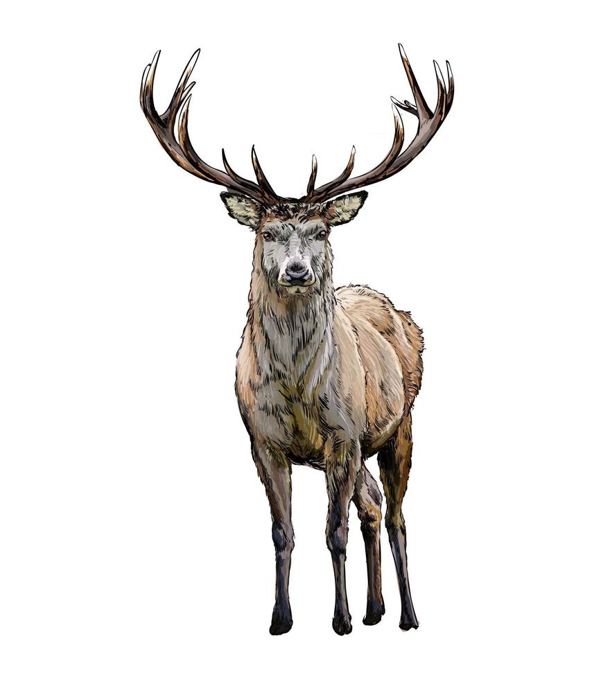 Realistic Vector - KibrisPDR
