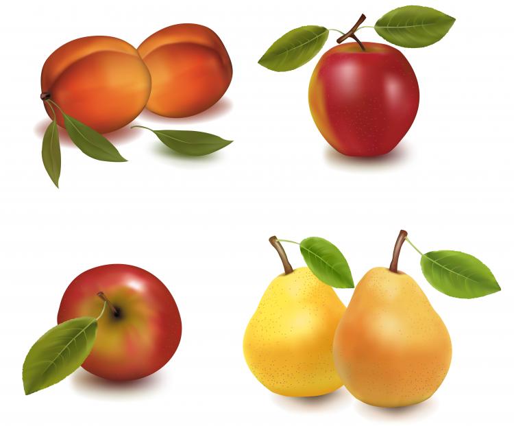 Detail Realistic Vector Nomer 14