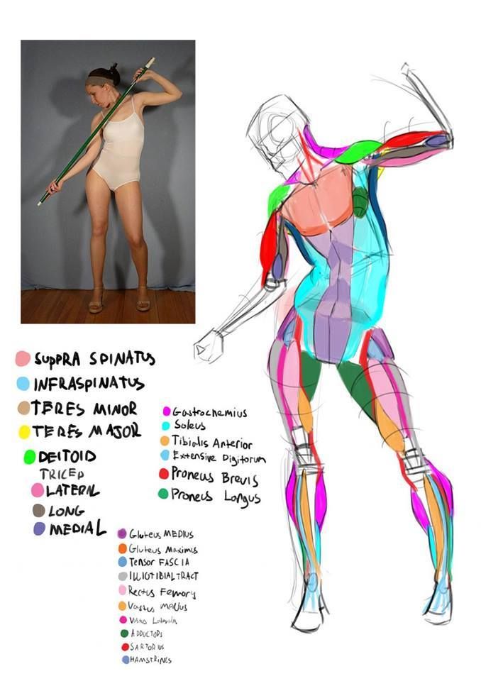 Detail Anatomia Humana Feminina Desenho Nomer 2