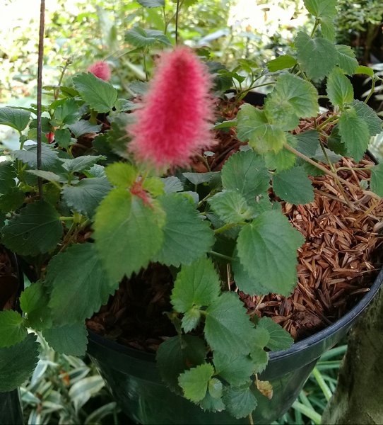 Ekor Kucing Tanaman - 57+ Koleksi Gambar