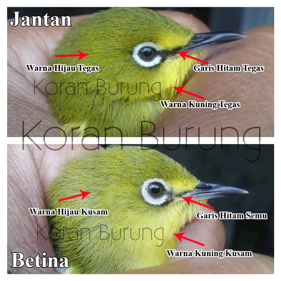 Detail Ekor Pleci Betina Nomer 4