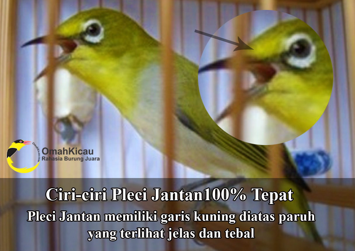 Detail Ekor Pleci Jantan Nomer 25