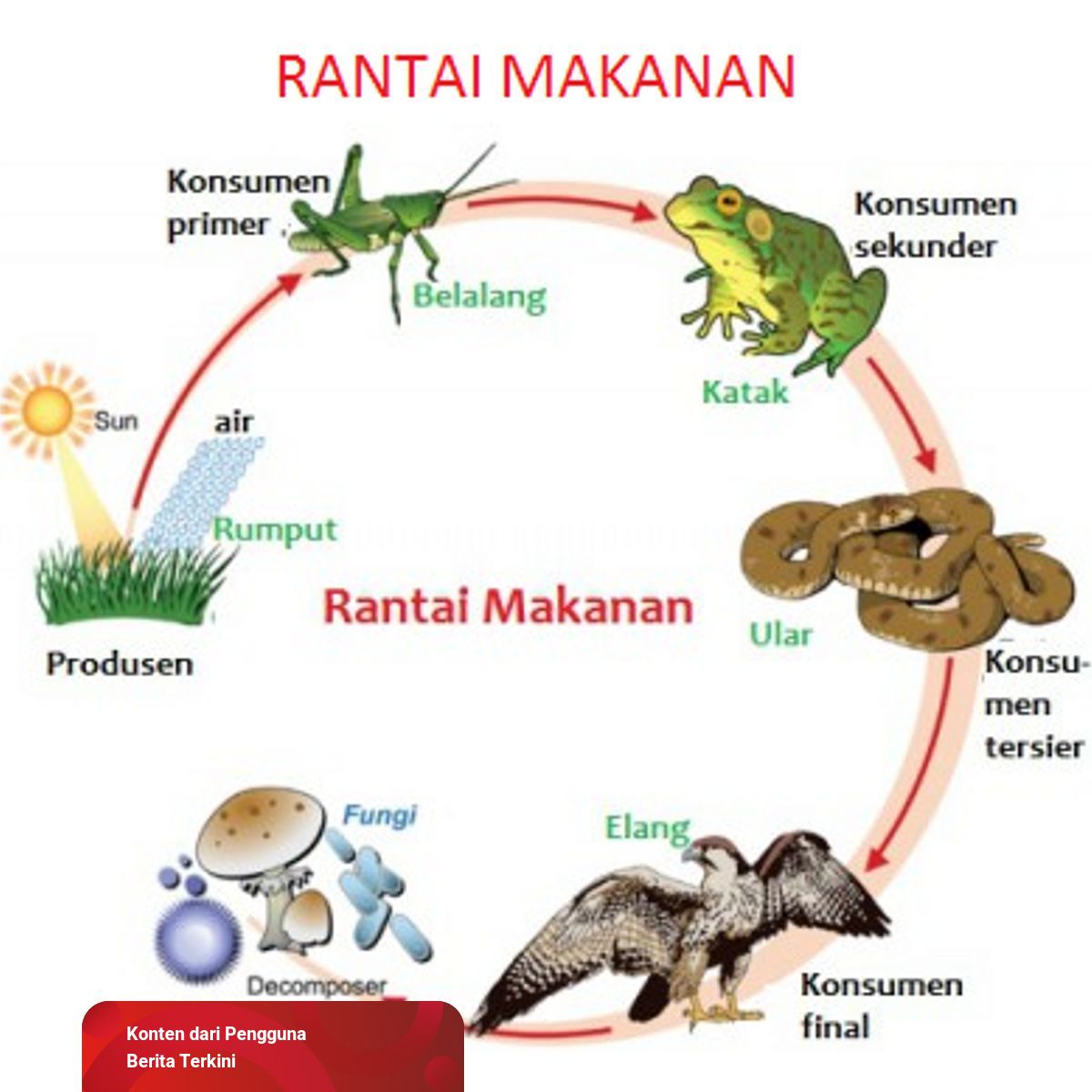 Detail Ekosistem Di Sekitar Rumah Nomer 2