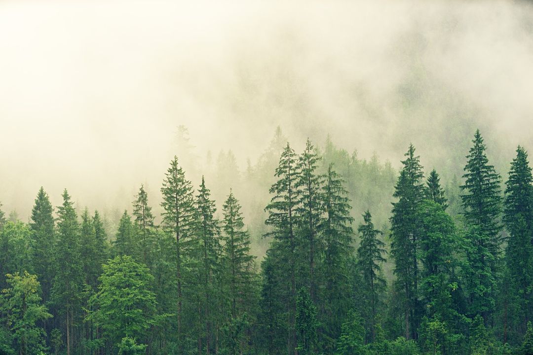 Ekosistem Hutan Berdaun Jarum - KibrisPDR