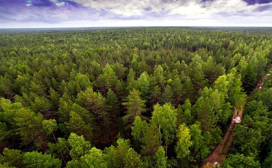 Detail Ekosistem Hutan Berdaun Jarum Nomer 14