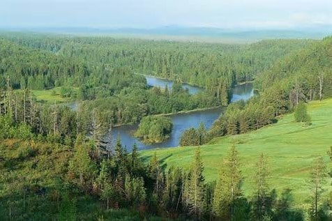 Detail Ekosistem Hutan Berdaun Jarum Nomer 27