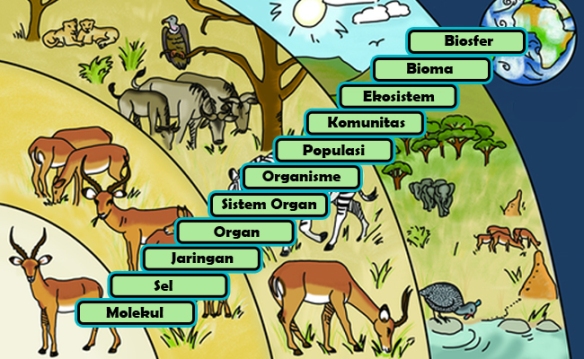 Detail Ekosistem Hutan Berdaun Jarum Nomer 32