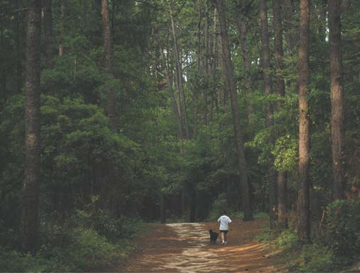 Detail Ekosistem Hutan Berdaun Jarum Nomer 49