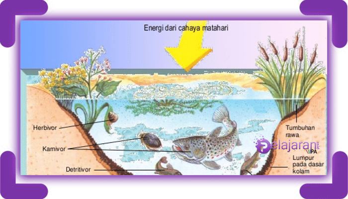 Ekosistem Kolam Ikan - KibrisPDR