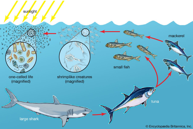 Detail Ekosistem Kolam Ikan Nomer 11