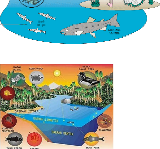 Detail Ekosistem Kolam Ikan Nomer 19