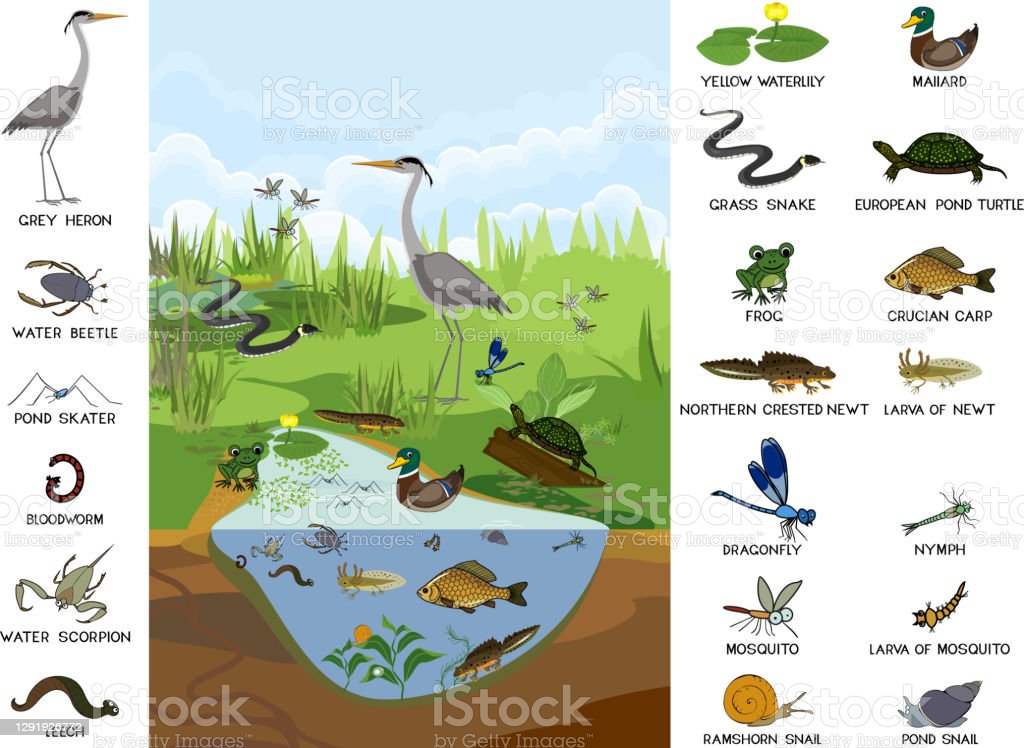 Detail Ekosistem Kolam Ikan Nomer 25