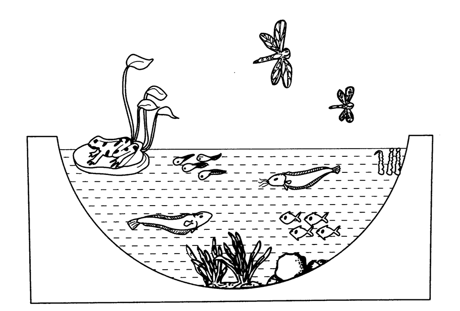Detail Ekosistem Kolam Ikan Nomer 52