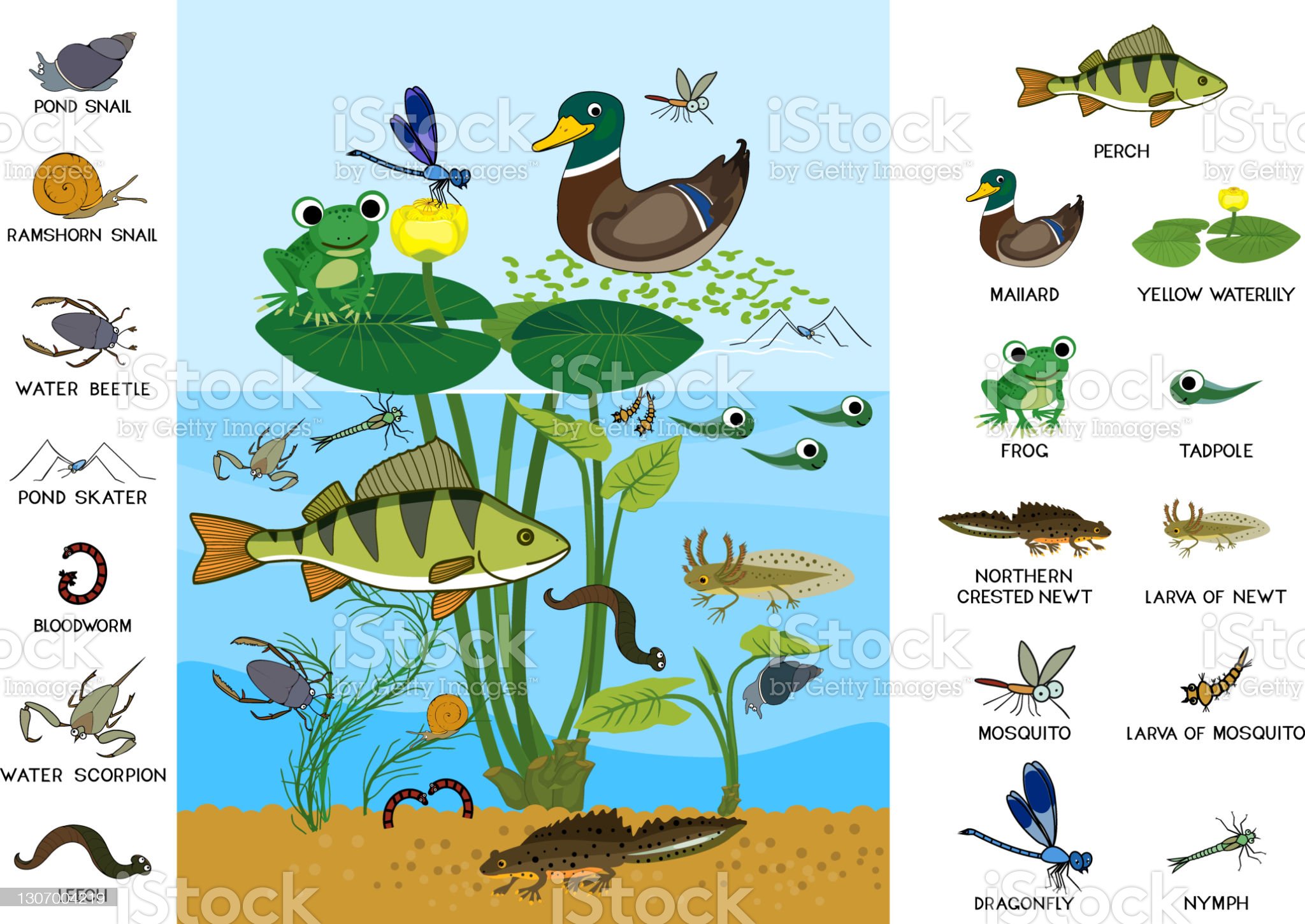 Detail Ekosistem Kolam Ikan Nomer 9