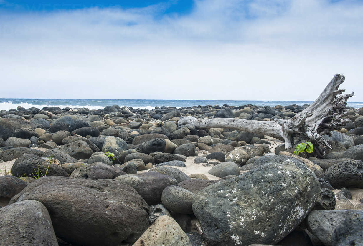 Detail Ekosistem Pantai Batu Nomer 16