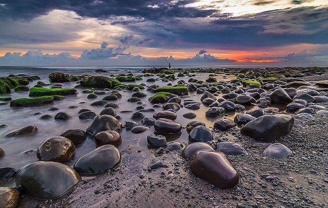 Detail Ekosistem Pantai Batu Nomer 4