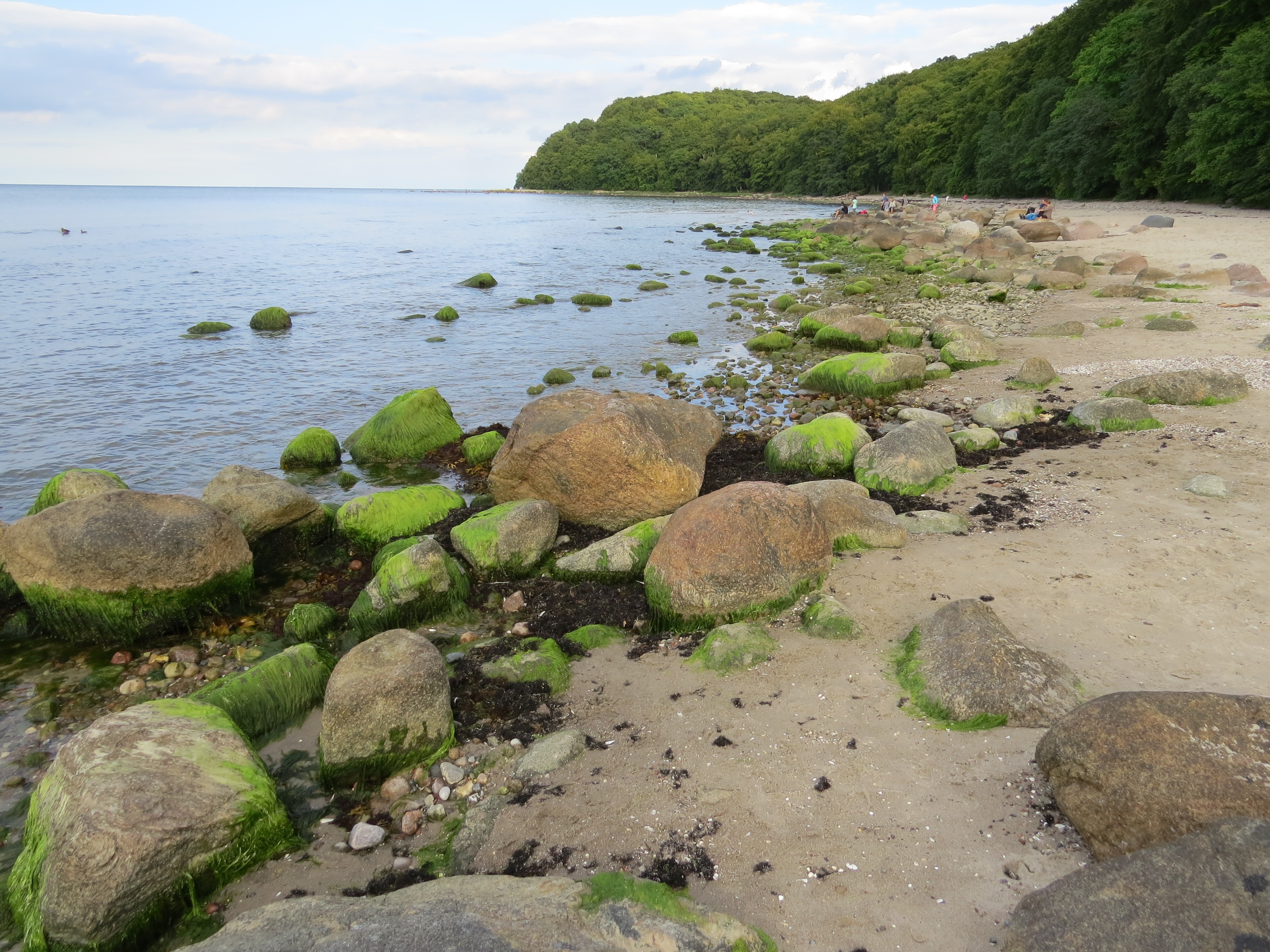 Detail Ekosistem Pantai Batu Nomer 6