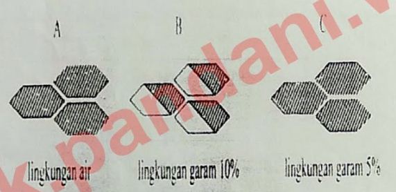 Detail Eksperimen Pada Gambar Nomer 47