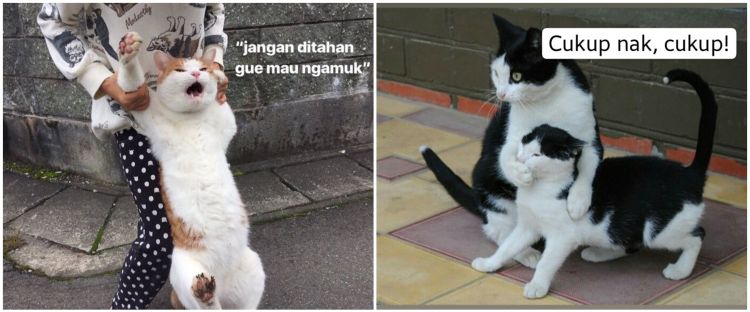 Detail Ekspresi Kucing Marah Nomer 21