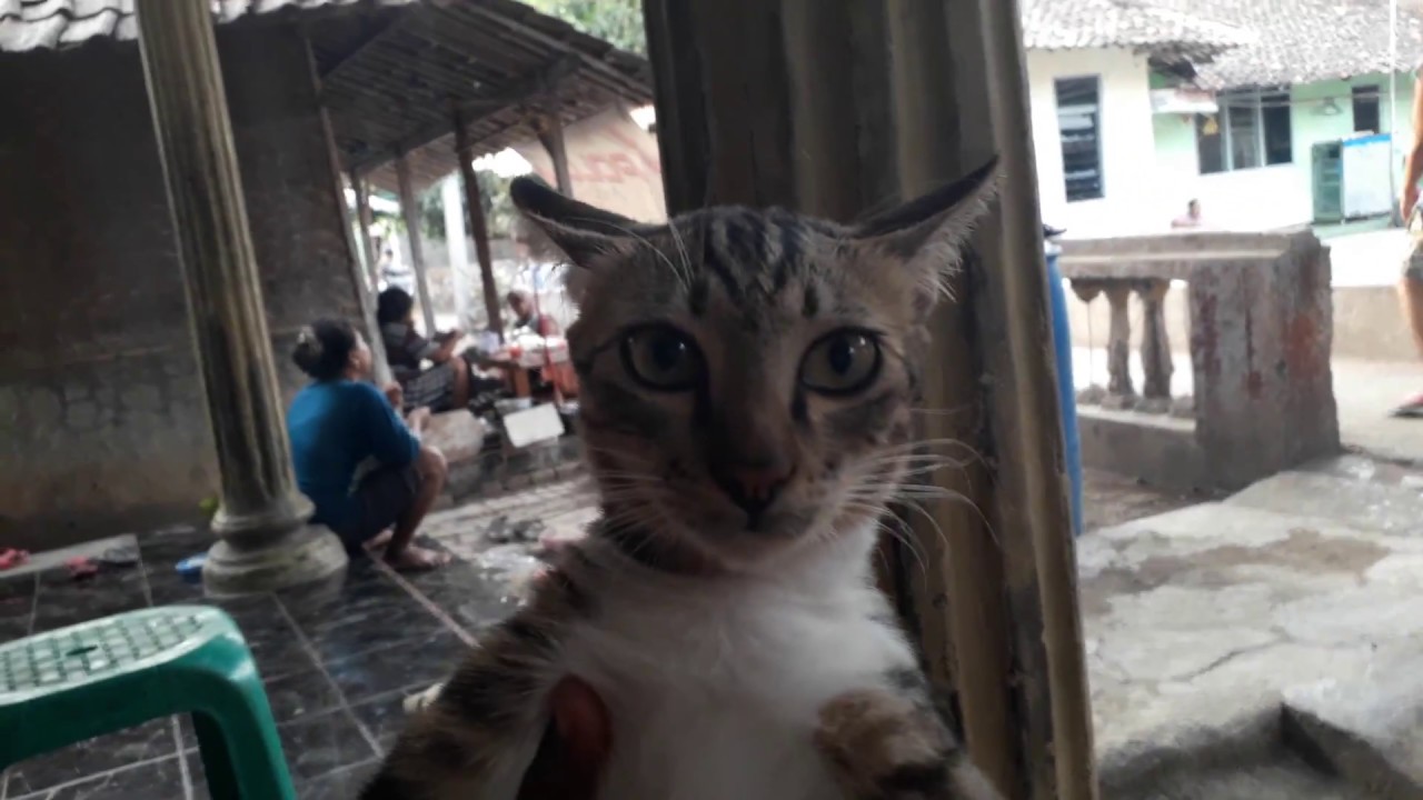 Detail Ekspresi Kucing Marah Nomer 45