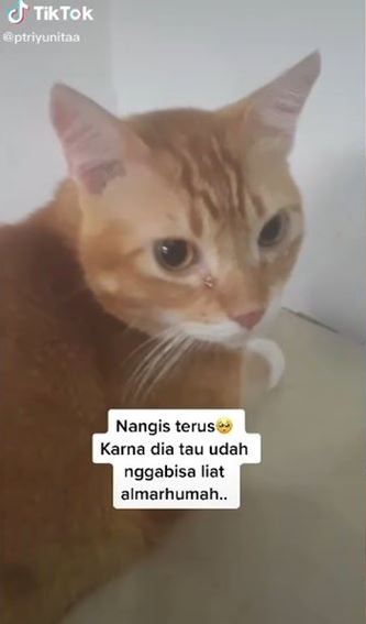 Detail Ekspresi Kucing Sedih Nomer 22