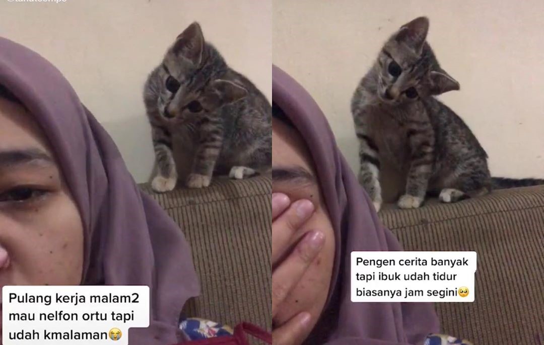 Detail Ekspresi Kucing Sedih Nomer 28