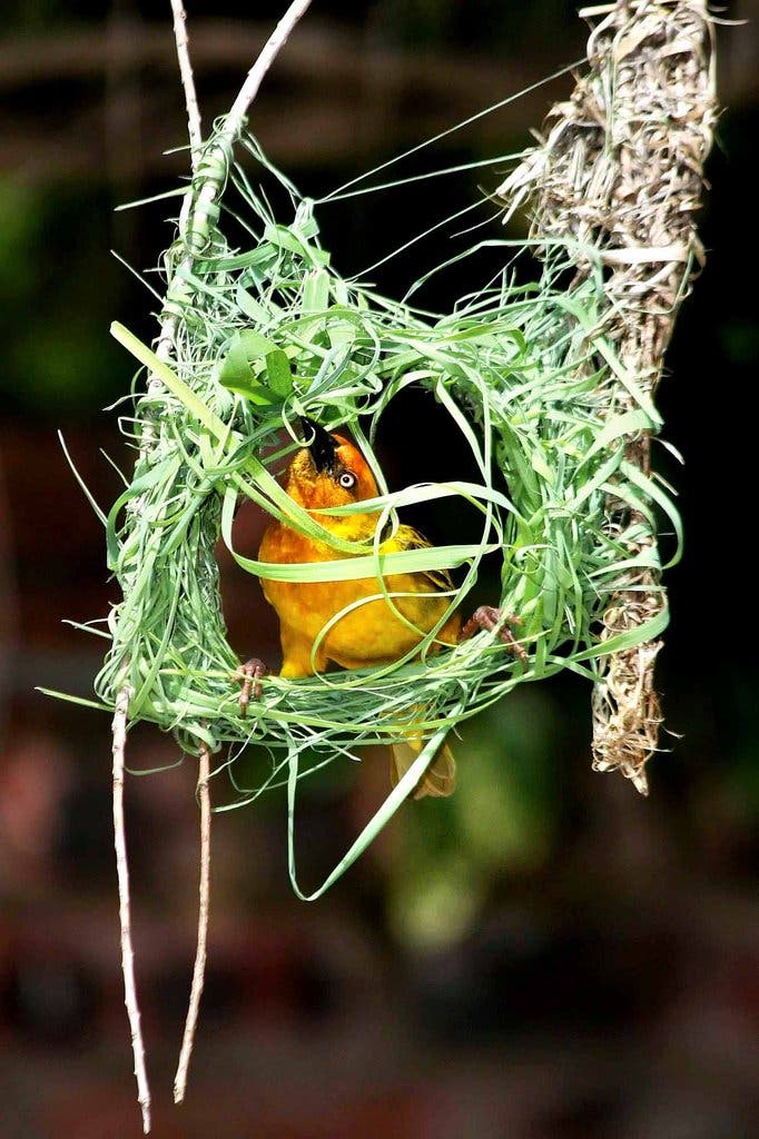 Detail Elaborate Nest Builder Nomer 2