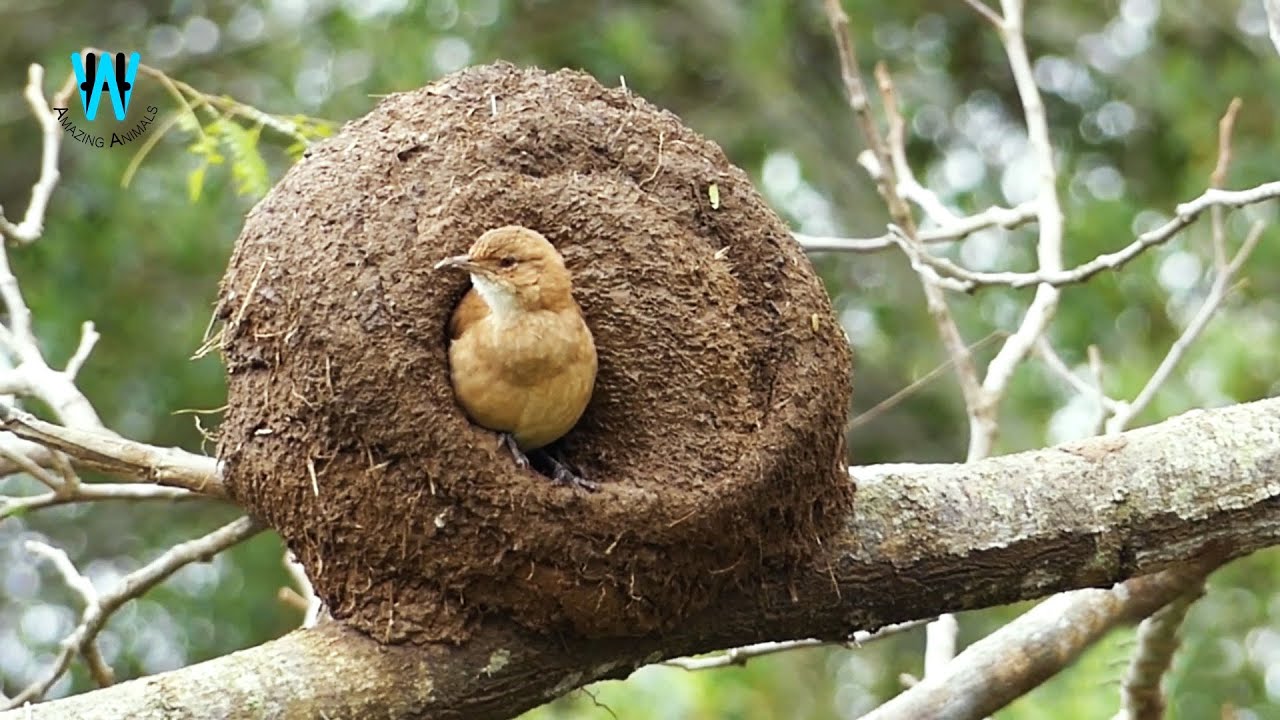 Detail Elaborate Nest Builder Nomer 12