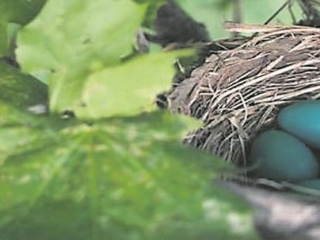 Detail Elaborate Nest Builder Nomer 13