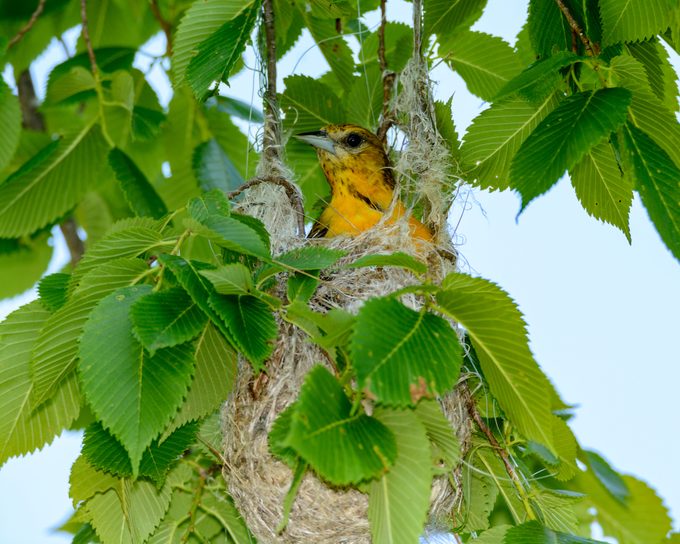 Detail Elaborate Nest Builder Nomer 14