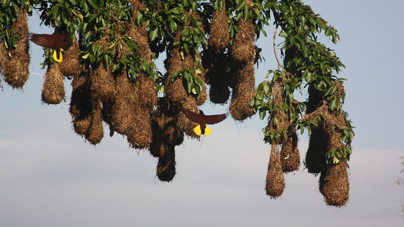 Detail Elaborate Nest Builder Nomer 16