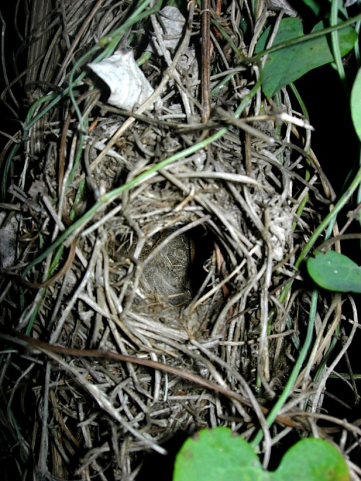 Detail Elaborate Nest Builder Nomer 17