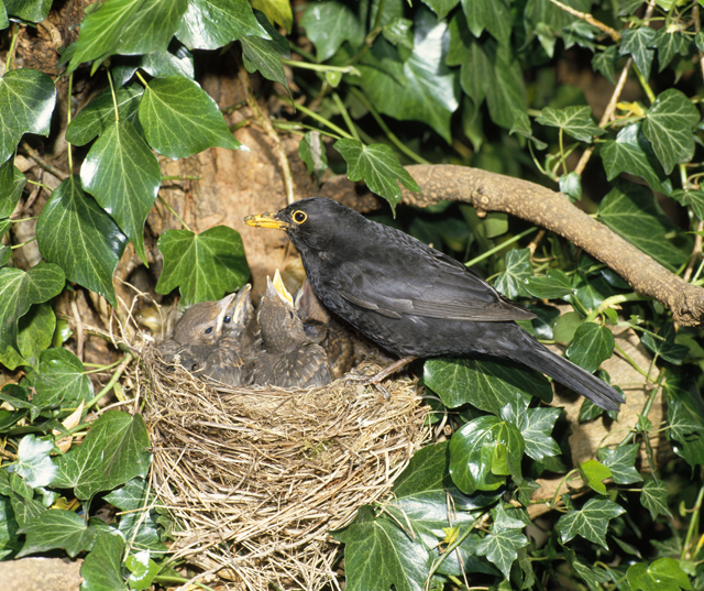 Detail Elaborate Nest Builder Nomer 18