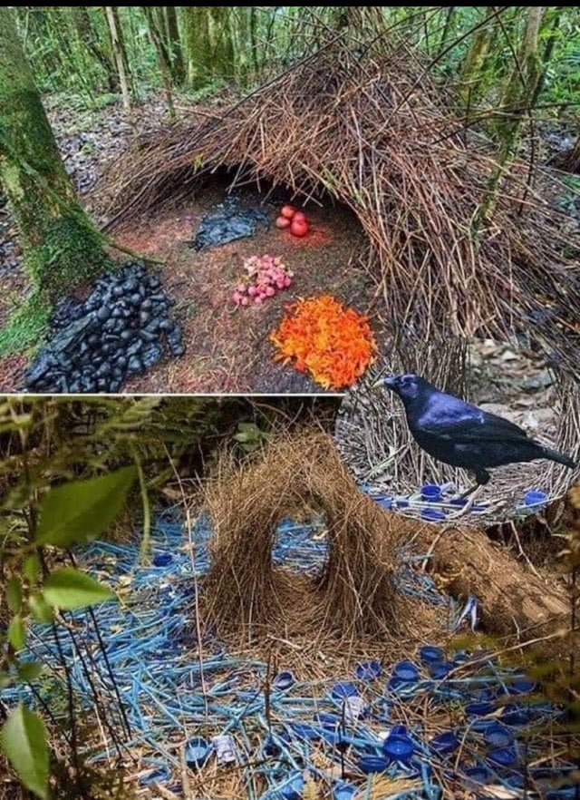 Detail Elaborate Nest Builder Nomer 3