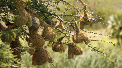 Detail Elaborate Nest Builder Nomer 21