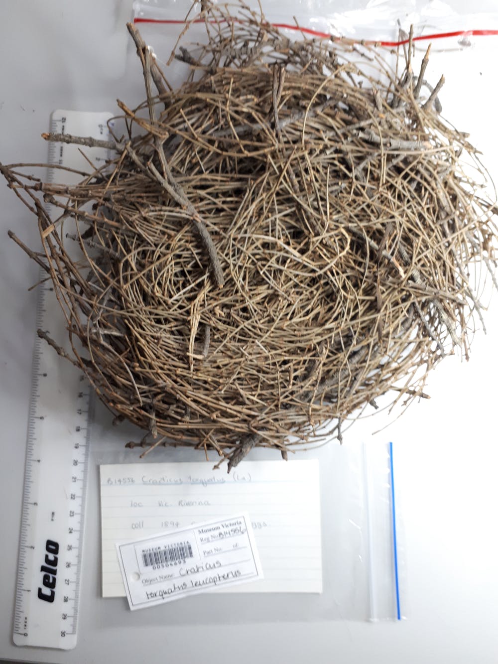 Detail Elaborate Nest Builder Nomer 24