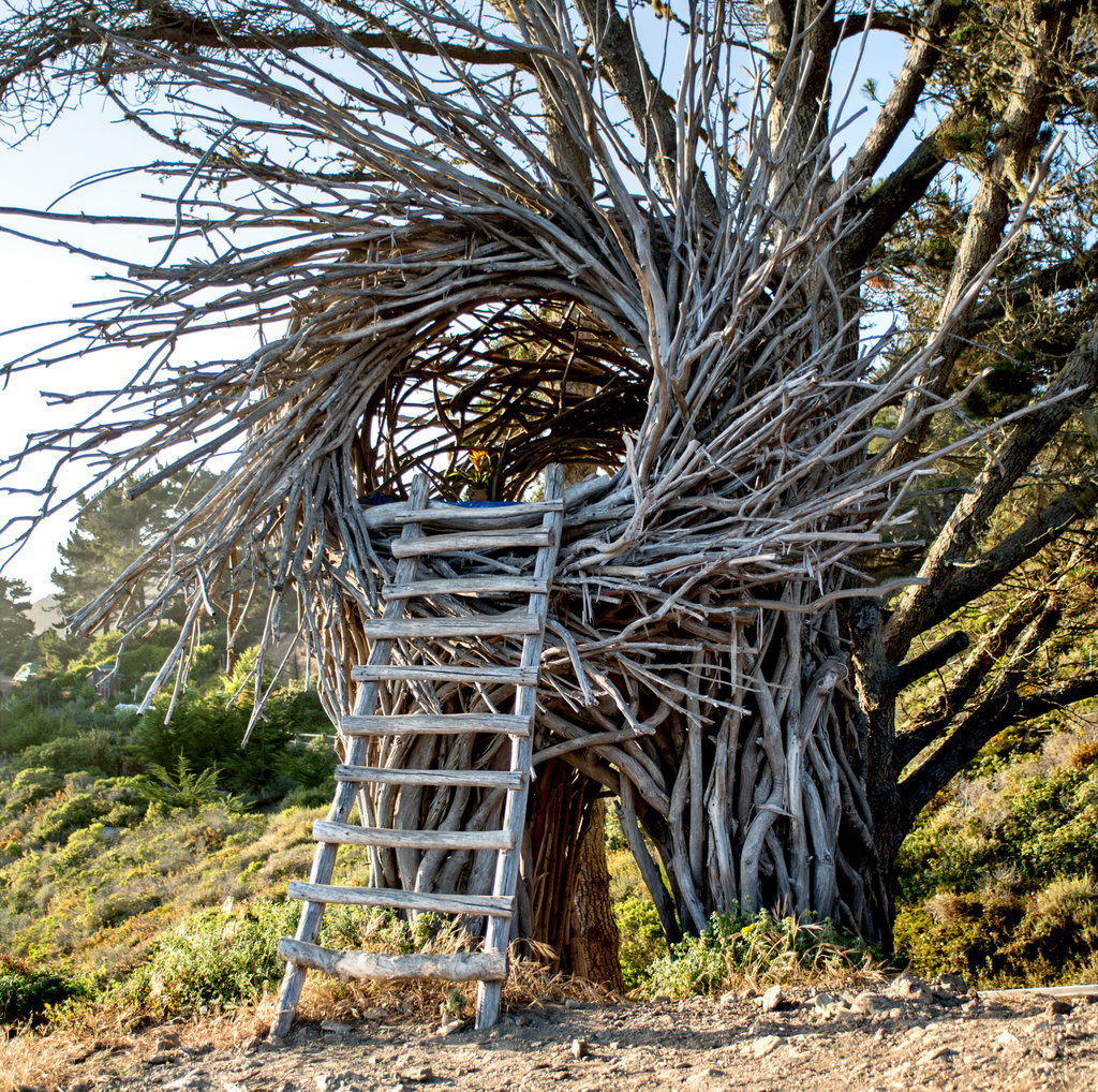 Detail Elaborate Nest Builder Nomer 4