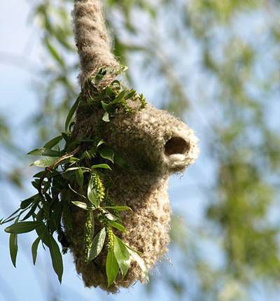 Detail Elaborate Nest Builder Nomer 29