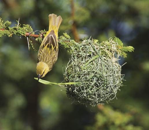 Detail Elaborate Nest Builder Nomer 32